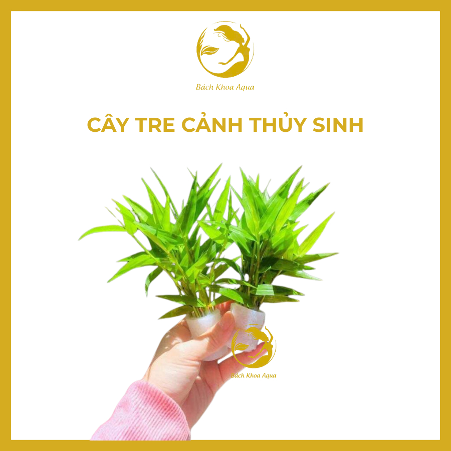 Cây Tre Cảnh thủy sinh
