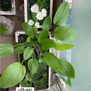 Cây thủy sinh - Lưỡi Mác