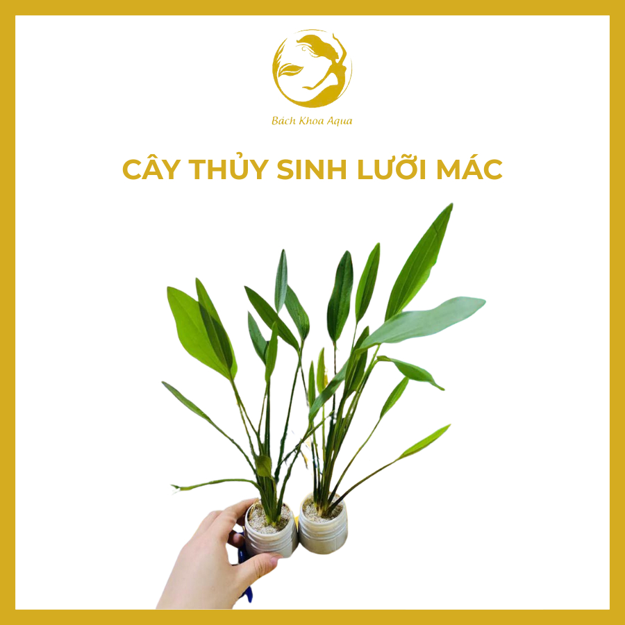 Cây thủy sinh - Lưỡi Mác