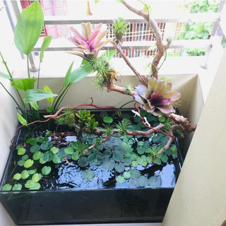Cây thủy sinh - Lưỡi Mác