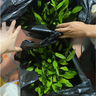 Cây thủy sinh - Lưỡi Mác