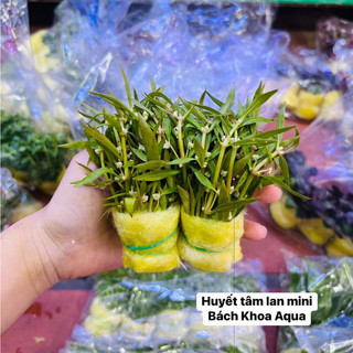 Cây thủy sinh - Huyết Tâm Lan mini