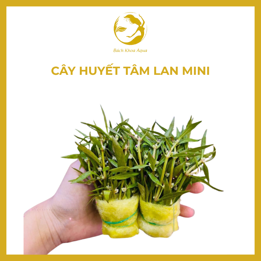 Cây thủy sinh - Huyết Tâm Lan mini