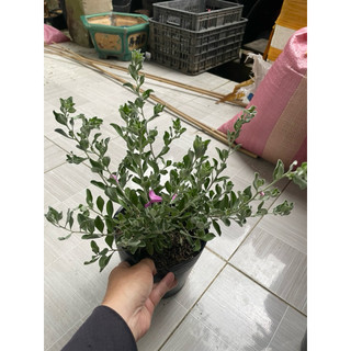 cây hoa tuyết sơn phi hồ