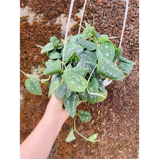 Chậu treo Pothos Satin- Trầu bà Pháp
