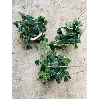 Chậu treo Pothos Satin- Trầu bà Pháp