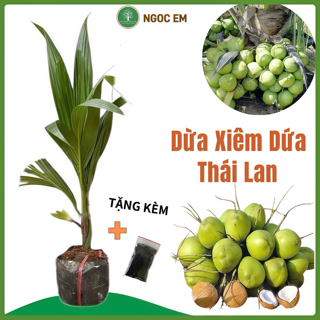  Cây Dừa Xiêm Dứa Lùn- Dừa dứa Thái lan siêu thơm dứa .chuẩn giống F1 