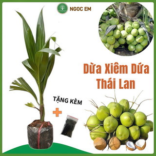  Cây Dừa Xiêm Dứa Lùn- Dừa dứa Thái lan siêu thơm dứa .chuẩn giống F1 