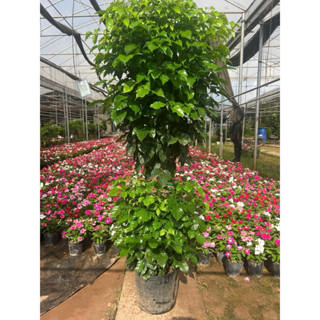  CÂY HẠNH PHÚC 2 TẦNG Cây THoát Thân CÂY CAO 1m3-1m5 sum đẹp ảnh thật 