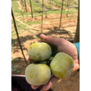 Hồng giòn Chín Nên đặc sản Đà Lạt _ Giòn ngọt, không chát