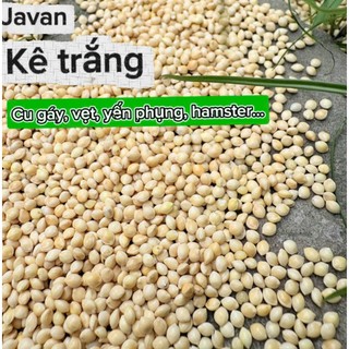  1kg hạt kê trắng thức ăn cho chim cu gáy vẹt yến phụng hamster gà đá 