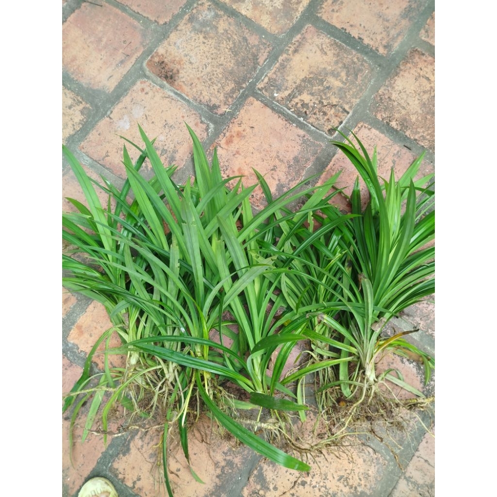 Combo 10 Cây lá dứa giống - Lá nếp thơm (cây rễ trần cao 30-40cm)