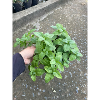 Cây hoa ngũ sắc màu cam,thài lài tím,bồ công anh,ô lông,rau xá xị,xương khỉ,điệp cúng,sâm lông
