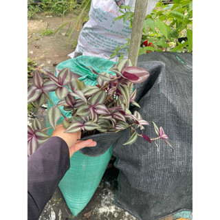 Cây hoa ngũ sắc màu cam,thài lài tím,bồ công anh,ô lông,rau xá xị,xương khỉ,điệp cúng,sâm lông