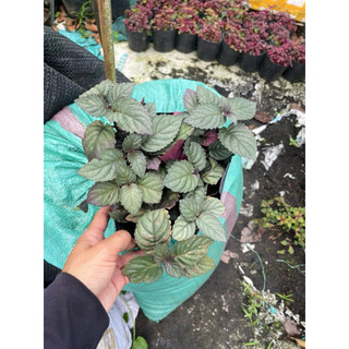 Cây hoa ngũ sắc màu cam,thài lài tím,bồ công anh,ô lông,rau xá xị,xương khỉ,điệp cúng,sâm lông