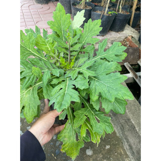 Cây hoa ngũ sắc màu cam,thài lài tím,bồ công anh,ô lông,rau xá xị,xương khỉ,điệp cúng,sâm lông
