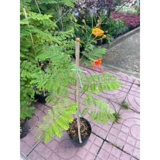 Cây hoa ngũ sắc màu cam,thài lài tím,bồ công anh,ô lông,rau xá xị,xương khỉ,điệp cúng,sâm lông