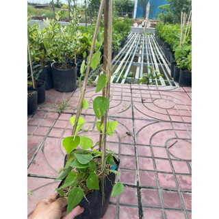 Cây hoa ngũ sắc màu cam,thài lài tím,bồ công anh,ô lông,rau xá xị,xương khỉ,điệp cúng,sâm lông