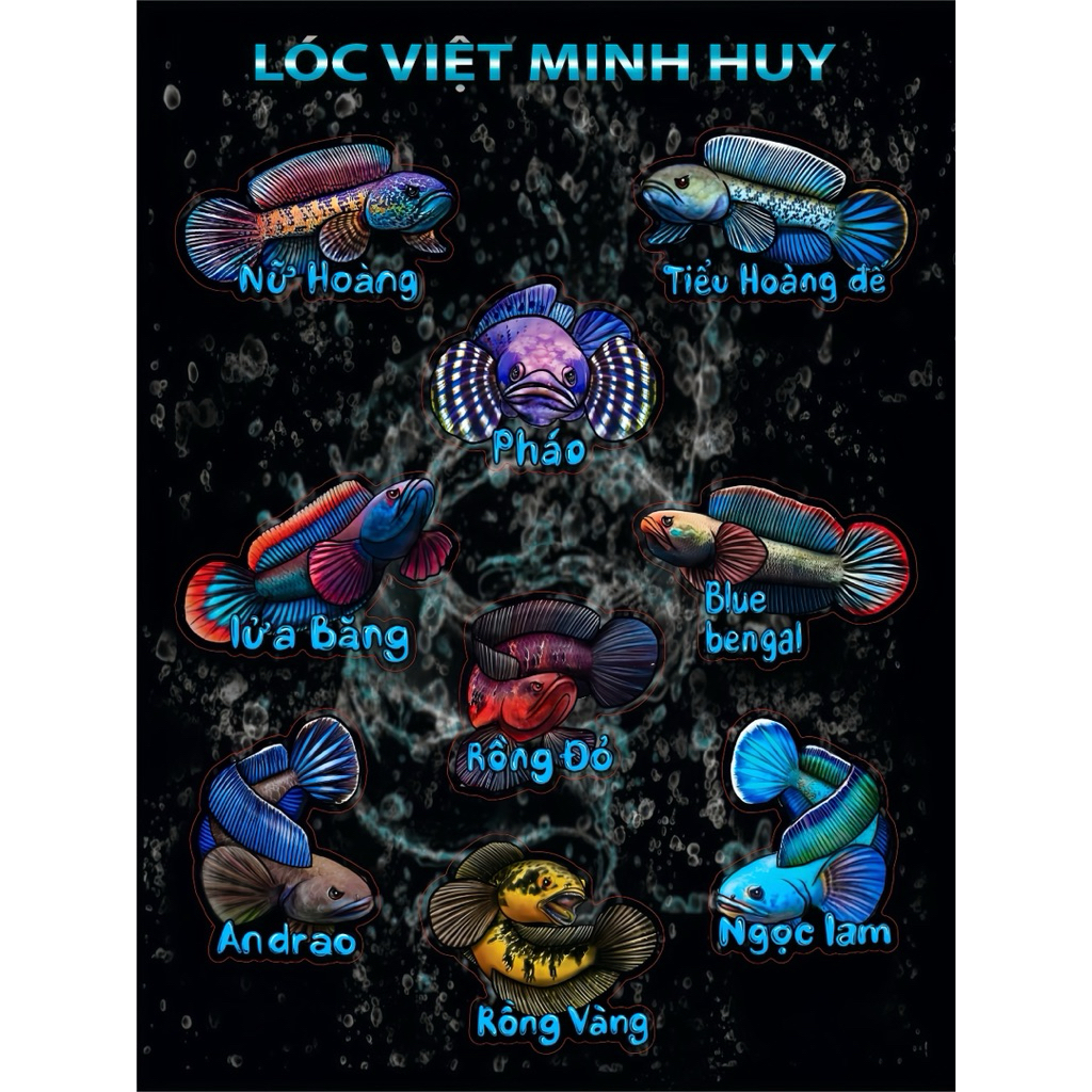 Tem sticker Cá lóc cảnh dán trang trí hồ cá cảnh