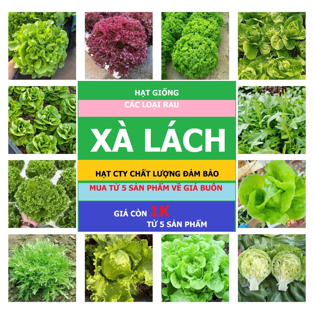 Hạt Giống Xà Lách xoăn xanh,xà lách chịu nhiệt,xà lách xoăn đỏ