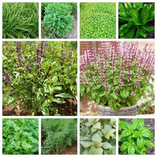 COMBO HẠT GIỐNG RAU GIA VỊ VIỆT 🌿 Hành – Hẹ – Húng Quế – Kinh Giới – Ngò Gai – Tía Tô túi zíp