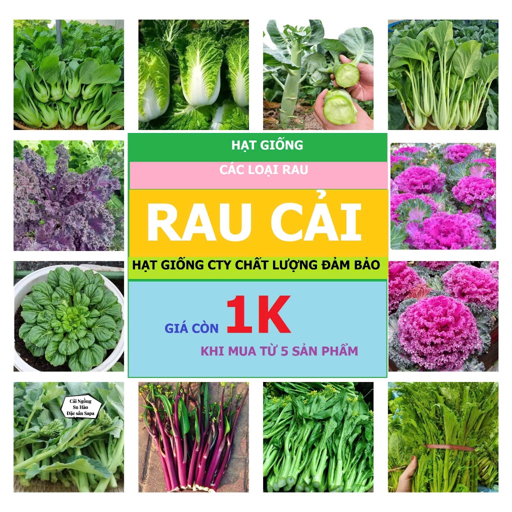 Hạt Giống Rau Cải Mùa Hè – Cải bẹ xanh, Cải ngồng,Cải Thìa, Cải Cúc