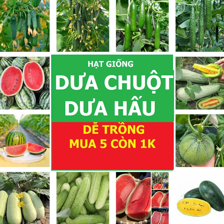 Hạt Giống Dưa: Dưa Chuột, Dưa Hấu, Dưa Lê, dưa lưới– Ngọt Mát, Dễ Trồng