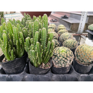 xương rồng size nhỏ