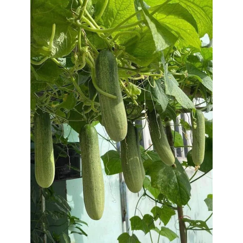 HẠT GIỐNG DƯA CHUỘT NHẬT VL103