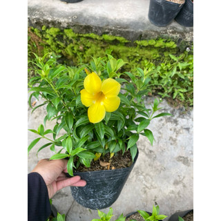 Cây kỷ đỏ,huỳnh anh,okinawa,ráy var,ráy voi