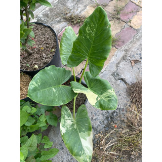 Cây kỷ đỏ,huỳnh anh,okinawa,ráy var,ráy voi