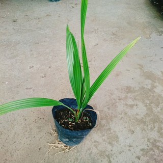Cây Chà Là Trung Đông (Cây cao 30 - 40cm)