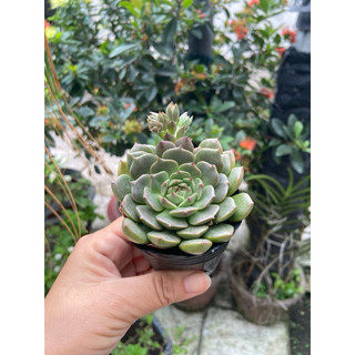 Sen đá rubi dẹp