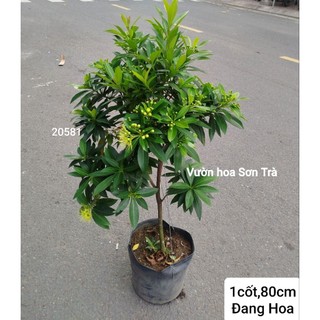 (VHST giao trong ngày) CÂY MAI THÁI HOA VÀNG đang hoa.