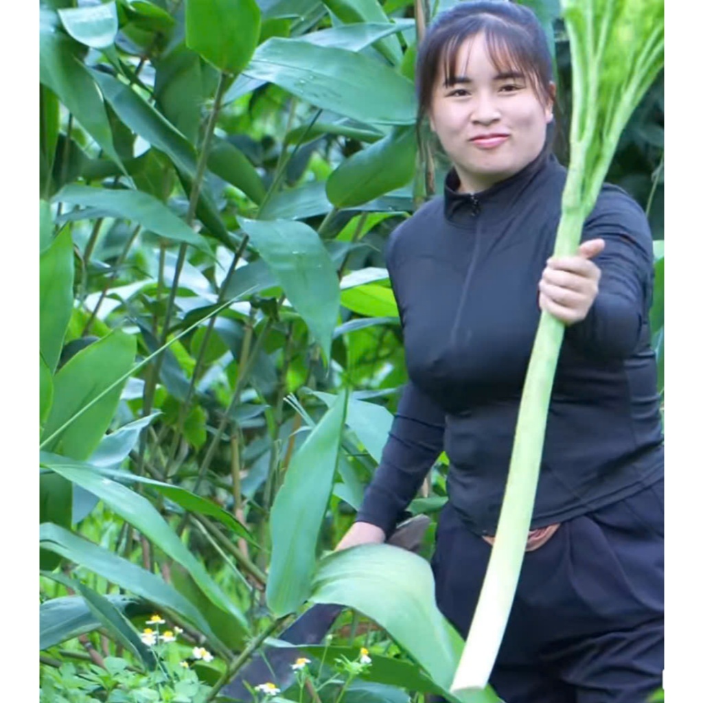 Củ giống nưa ăn lá - rau rừng