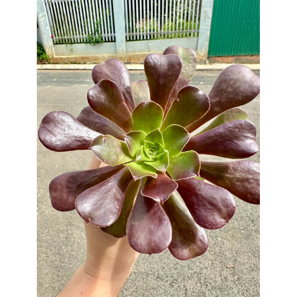 sen đá Aeo tím bầu to đã thuần nắng mưa