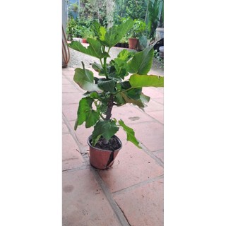 Cây sung mỹ . Cây gốc to già ạ.