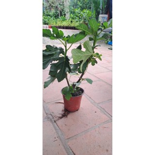 Cây sung mỹ . Cây gốc to già ạ.