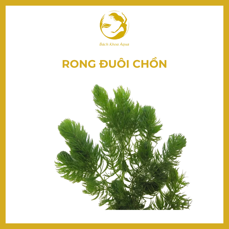 Cây thủy sinh - Rong đuôi chồn
