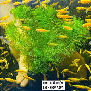 Cây thủy sinh - Rong đuôi chồn