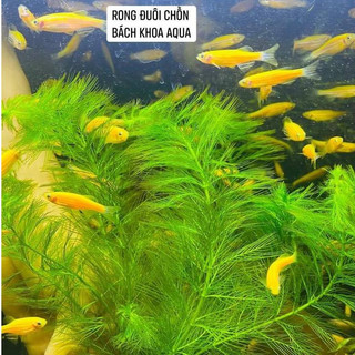 Cây thủy sinh - Rong đuôi chồn