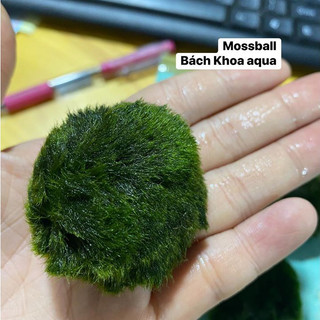 Cây Thủy Sinh - Mossball