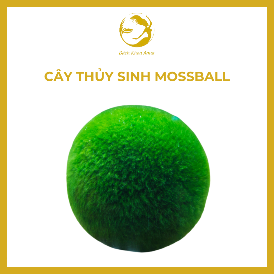 Cây Thủy Sinh - Mossball