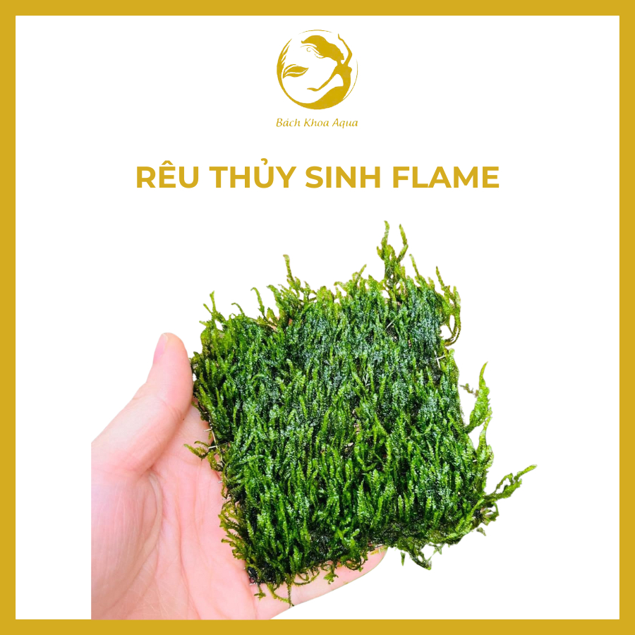Rêu Flame (Rêu Lửa) cho bể thủy sinh