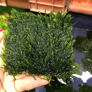 Rêu Flame (Rêu Lửa) cho bể thủy sinh
