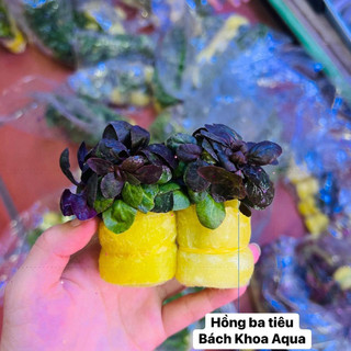 Cây thủy sinh - Hồng Ba Tiêu