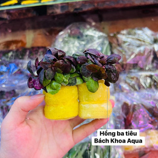 Cây thủy sinh - Hồng Ba Tiêu