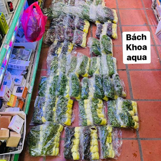Cây thủy sinh - Hồng Ba Tiêu