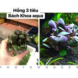 Cây thủy sinh - Hồng Ba Tiêu