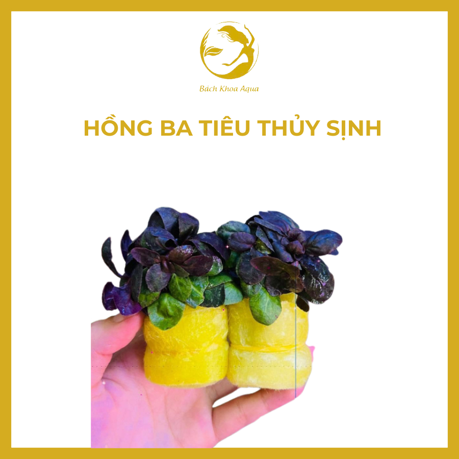 Cây thủy sinh - Hồng Ba Tiêu
